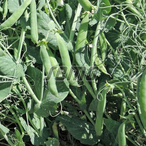 Cukurzirņi MEDUZA- JAUNUMS 2026! ( 100g paciņa)